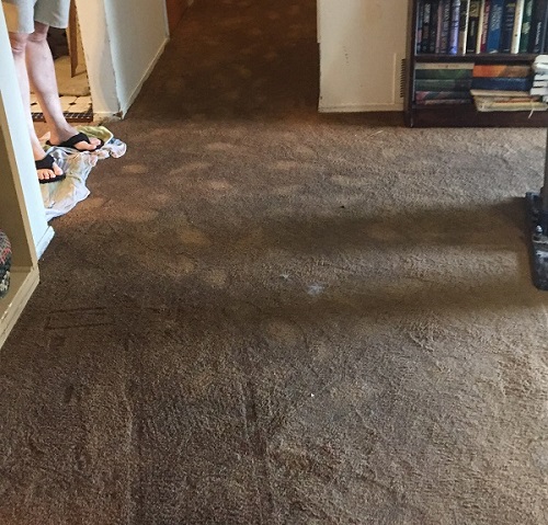 Flooded Wet Carpet